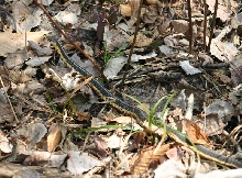 Eastern Garter Snake