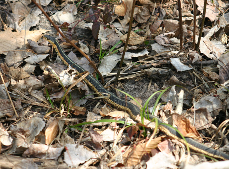 Eastern Garter Snake