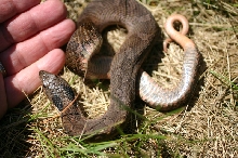 Eastern Hognose Snake