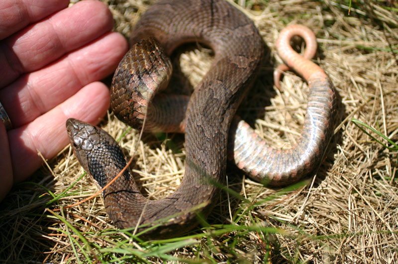 Eastern Hognose Snake