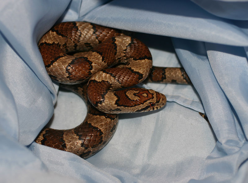 Eastern Milksnake