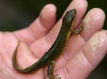 Eastern Newt