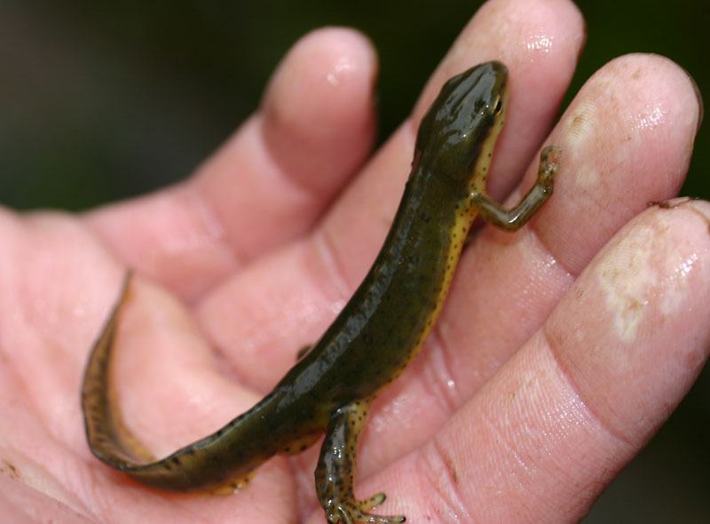 Eastern Newt