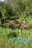 Fish Pond
