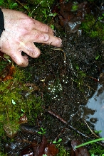 Four-toed Salamander