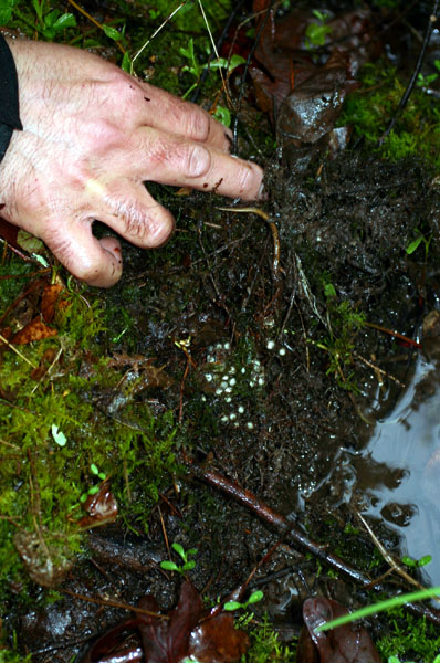 Four-toed Salamander