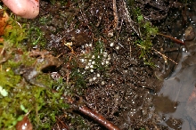 Four-toed Salamander Eggs