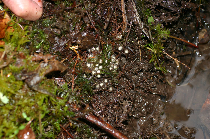 Four-toed Salamander Eggs