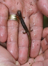 Four-toed Salamander