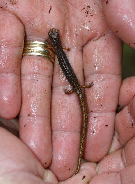 Four-toed Salamander