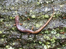 Four-toed Salamander