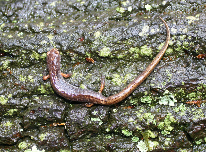 Four-toed Salamander