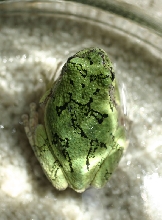 Gray Treefrog