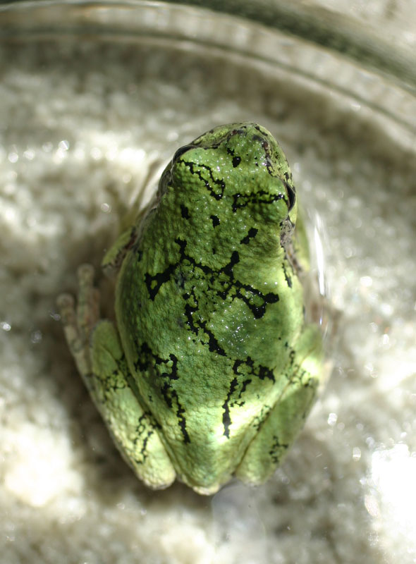 Gray Treefrog