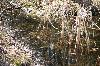 Wood Frog Habitat