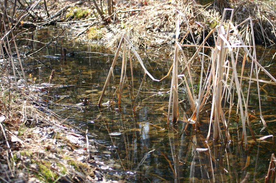 Wood Frog Habitat