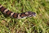 Eastern Milksnake