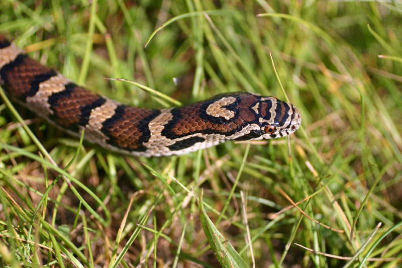 Eastern Milksnake