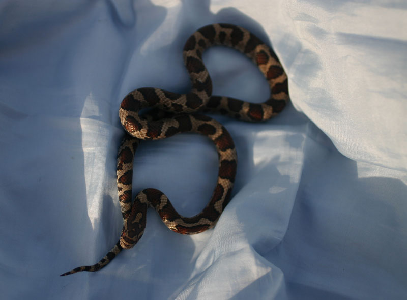 Eastern Milksnake