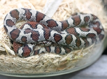 Eastern Milksnake