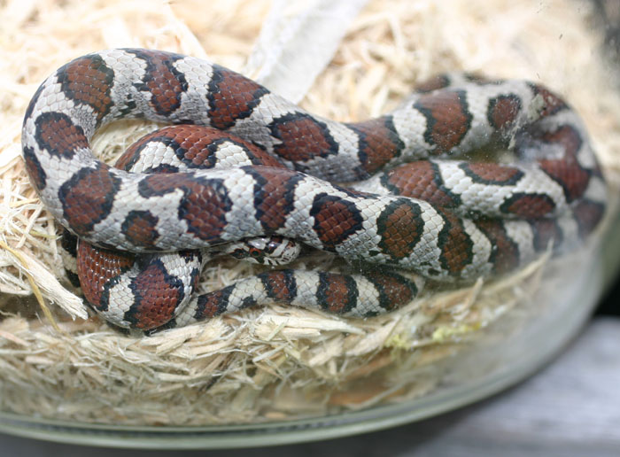 Eastern Milksnake