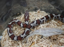 Eastern Milksnake