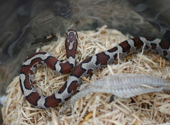 Eastern Milksnake