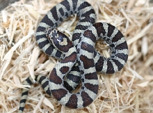 Eastern Milksnake