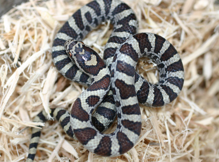 Eastern Milksnake