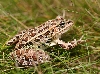 Leopard Frog