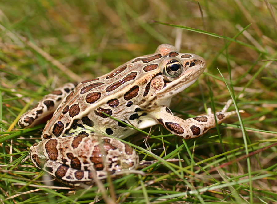 Leopard Frog