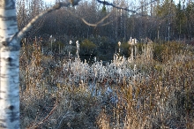 Little Pond