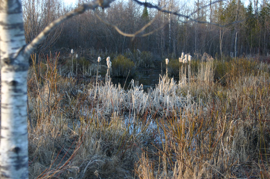 Little Pond