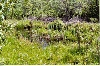Fishless Pond