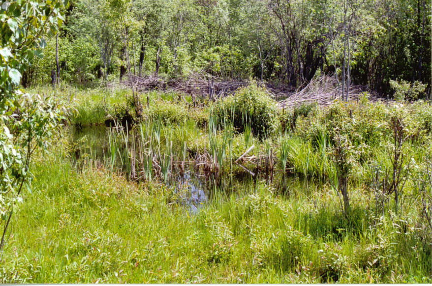 Fishless Pond