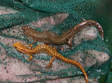 Long-tailed and Dusky Salamanders