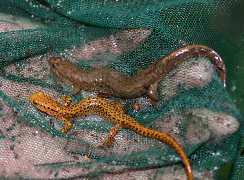 Long-tailed and Dusky Salamanders