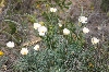 White Poppies
