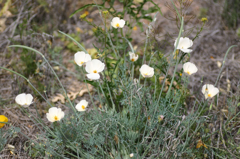 White Poppies