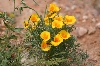 Yellow Poppies