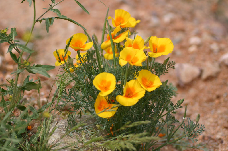 Yellow Poppies