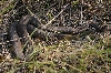 Northern Water Snake