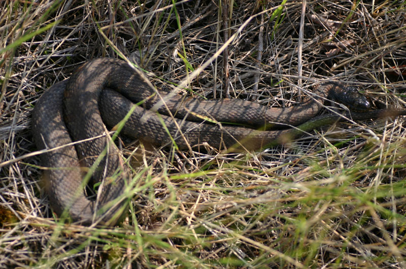 Northern Water Snake