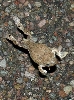 New Mexico Spadefoot