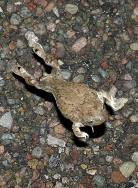 New Mexico Spadefoot