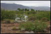 Peloncillo Cattle Tank