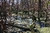 Beaver Pond