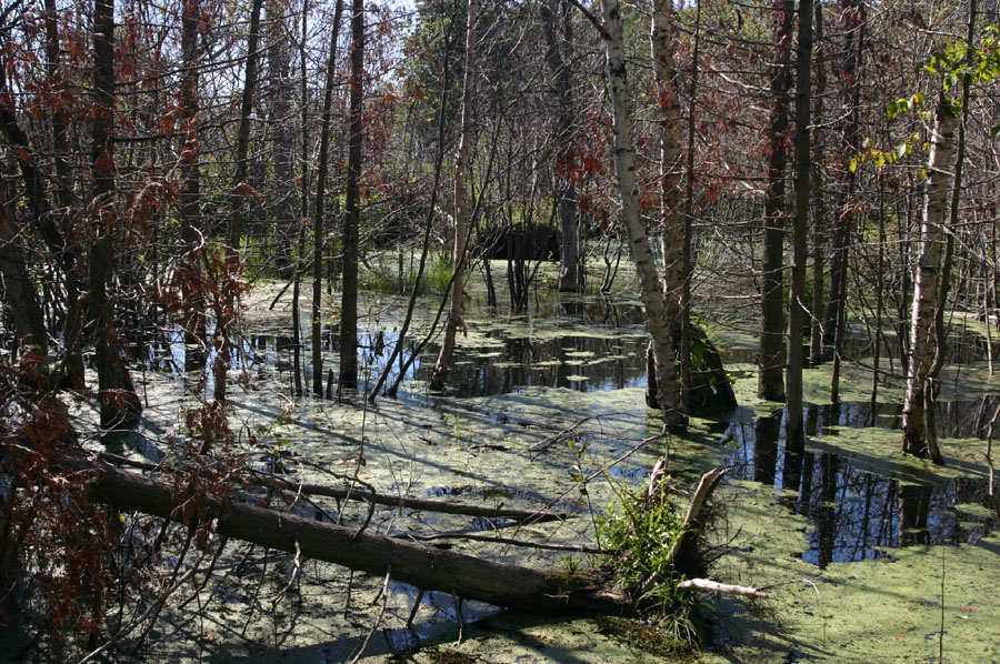 Beaver Pond