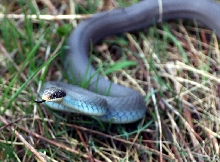 Coluber constrictor foxi