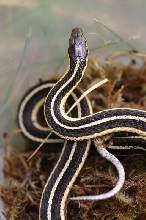 Thamnophis butleri